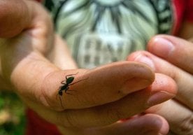 Германияда турмуш ўртоғини чумоли кислотаси билан