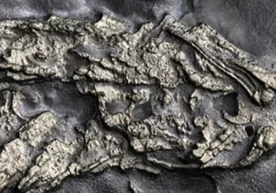 АҚШнинг Нью-Йорк штатида олимлар Ер юзида 450 миллион йил