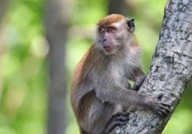 Таиланднинг Яла провинциясининг бир қишлоғида, ёввойи