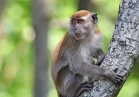 Таиланднинг Яла провинциясининг бир қишлоғида, ёввойи