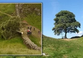 Олимлар сентябрь ойи охирида ноқонуний равишда кесилган