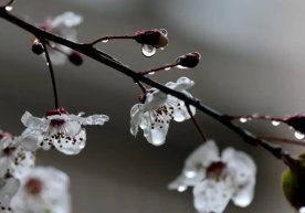 In some regions of Uzbekistan on April 2, the weather will