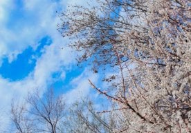 Ўзбекистонда ҳафтанинг ўрталаридан бошлаб совуқ ҳаво оқими