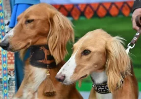 In Kazakhstan, every year on September 3, the “Day of the