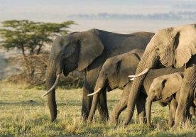 Namibiyada ocharchilikdan qiynalayotganlarni qutqarish uchun fil va begemotlarni otishga ruxsat berildi фото