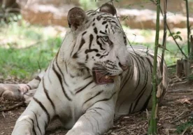 Ҳиндистон Миллий боғининг ходими оқ тусли йўлбарснинг