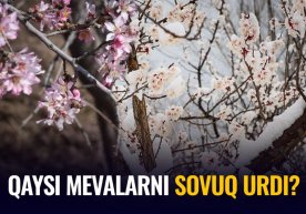 “Ўрикдан айрилдик ҳисоб” — боғбонлар мартдаги ёғингарчиликнинг мевали дарахтларга таъсири ҳақида фото