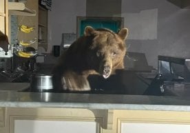 АҚШнинг Калифорния штатида жуда қизиқ воқеа содир бўлди.