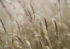 Ўзбекистон Қозоғистондан олиб келинаётган дон ортилган