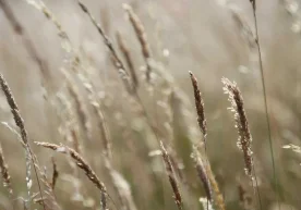 Ўзбекистон Қозоғистондан олиб келинаётган дон ортилган