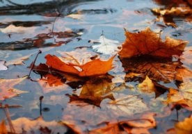 Ўзбекистоннинг барча ҳудудларида 7 октябрь куни ёмғирсиз