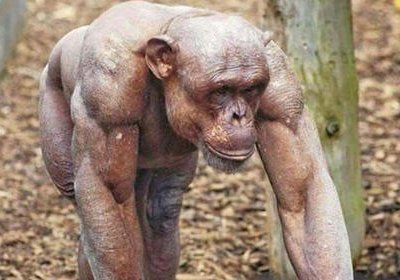 Кал шимпанзе Интернет тармоғида машҳур бўлди фото