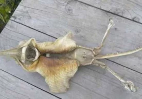 Янги Зеландиянинг Крайстчерч шаҳрида яшовчи бир аёл денгиз