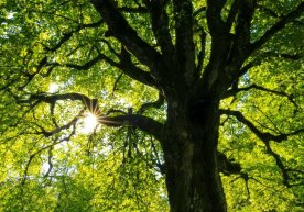 Тошкент ҳокимияти 2026 йилга келиб 33 километр узунликдаги