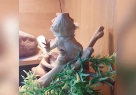 Эгасига олд панжасини силкитиб сўрашадиган калтакесак