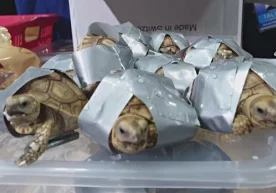 Гонконгда ноқонуний тошбақалар савдосининг олди олинди,