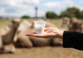 Бирлашган Араб Амирликлари ва Ўрта Осиёда туя сути