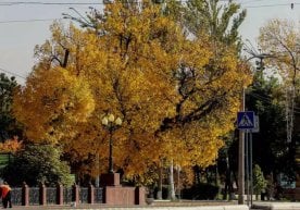 Ўзбекистонда бу ҳафта ёмғирсиз ва илиқ об-ҳаво билан ўтиши