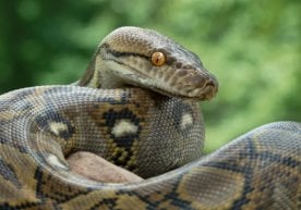 Жанубий Каролина штатида узунлиги 3,6 метр бўлган сетчатый