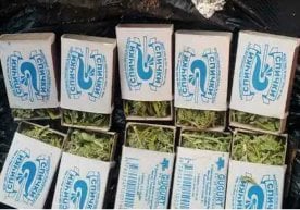 Сурхондарё вилояти Денов туманида гиёҳвандлик