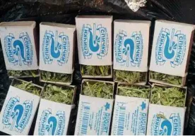 Сурхондарё вилояти Денов туманида гиёҳвандлик