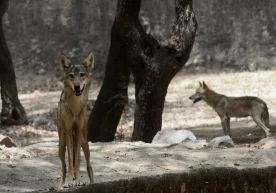 Фото: ANI News Ҳиндистон шимолида одамхўр бўрилар тўдаси