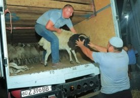 Наманган вилояти чорвачилигини ривожлантириш мақсадида
