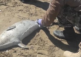 Каспий теңізінің жағалауында тағы бір экологиялық апат