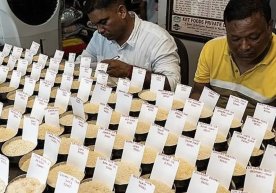 2025 йилда Ҳиндистон гуруч етиштириш ҳажми бўйича жаҳонда