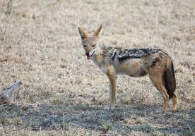 Қозоғистоннинг Туркистон вилоятида шоқол қишлоқ ҳудудига