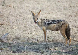 Qozogʻistonning Turkiston viloyatida shoqol qishloq