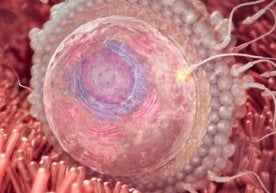 Ҳомиладорликнинг 2-ҳафтасида аёлда ҳеч қандай сезиларли