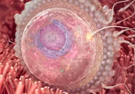 Ҳомиладорликнинг 2-ҳафтасида аёлда ҳеч қандай сезиларли