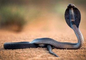 FVV O‘zbekistonda tarqalgan zaharli ilonlar haqida ma’lumot berdi фото