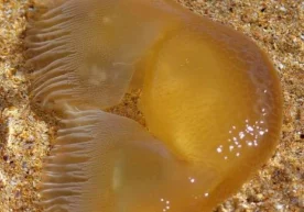 Фото: «РИА Новости» Интернетда тарқалган денгиз