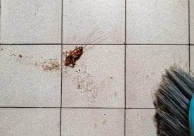 Жанубий Кореяда ақл бовар қилмас фожеа содир бўлди — аёл