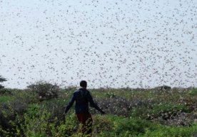Somalida chigirtka yopirilishi sababli favqulodda holat e’lon qilindi фото