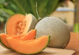 Қовун ёз фаслининг энг машҳур полиз экинларидан бири