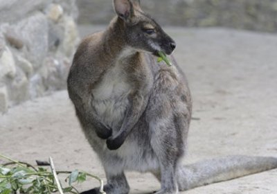Австралияда кенгуру овчидан "ўч олди" (фото) фото