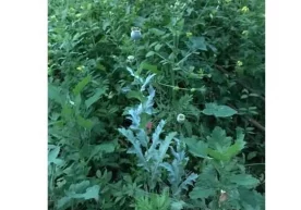Yurtimizda koronavirus pandemiyasiga qarshi kurashish