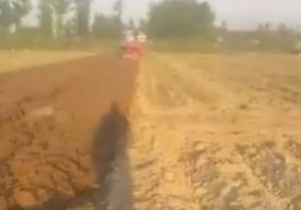 Prokuratura Bekoboddagi 14 gektar bog‘ paxta chigitini ekish uchun buzdirilganini bildirdi фото