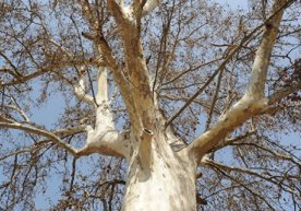 Andijon viloyati hokimi chinorlar oxirgi vaqtda nega ko‘p kesilayotganiga izoh berdi фото