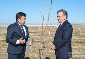 Қашқадарёда боғдорчилик ривожлантирилади. Президент ёнғоқ кўчати ўтқазди (фото) фото