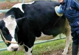 Швейцариялик болалар жилмайишади ва қизиқиш билан