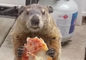 Фото: New York Post Интернетда икки итнинг кўз ўнгида