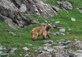 Бўстонлиқда қўнғир айиқ ўлдириб кетилди фото