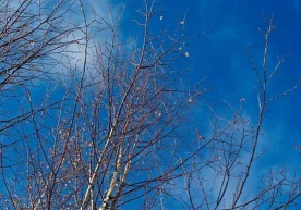 Ўзбекистон бўйлаб 15 март куни об‑ҳаво янада илиқлашиб,