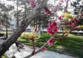 O‘zbekistonda Navro‘z bayrami kuni qanday ob-havo bo‘ladi? фото