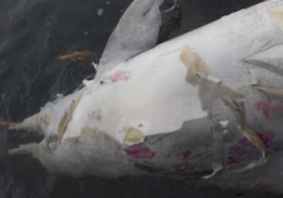 Рио-де-Жанейро қирғоқларида 80 нафар дельфин сирли равишда ҳалок бўлди фото