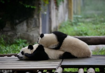 Видео: Дарахтдан қулаган панда бошқа икки пандани қўрқитиб юборди фото